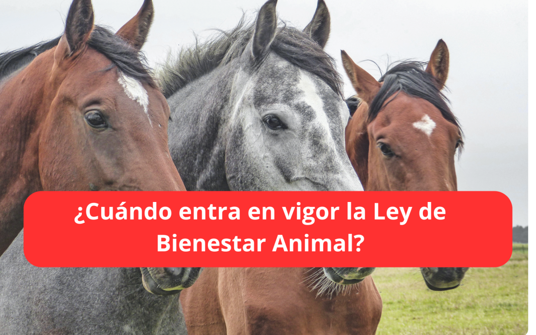 ¿Cuándo entra en vigor la ley de Bienestar Animal?