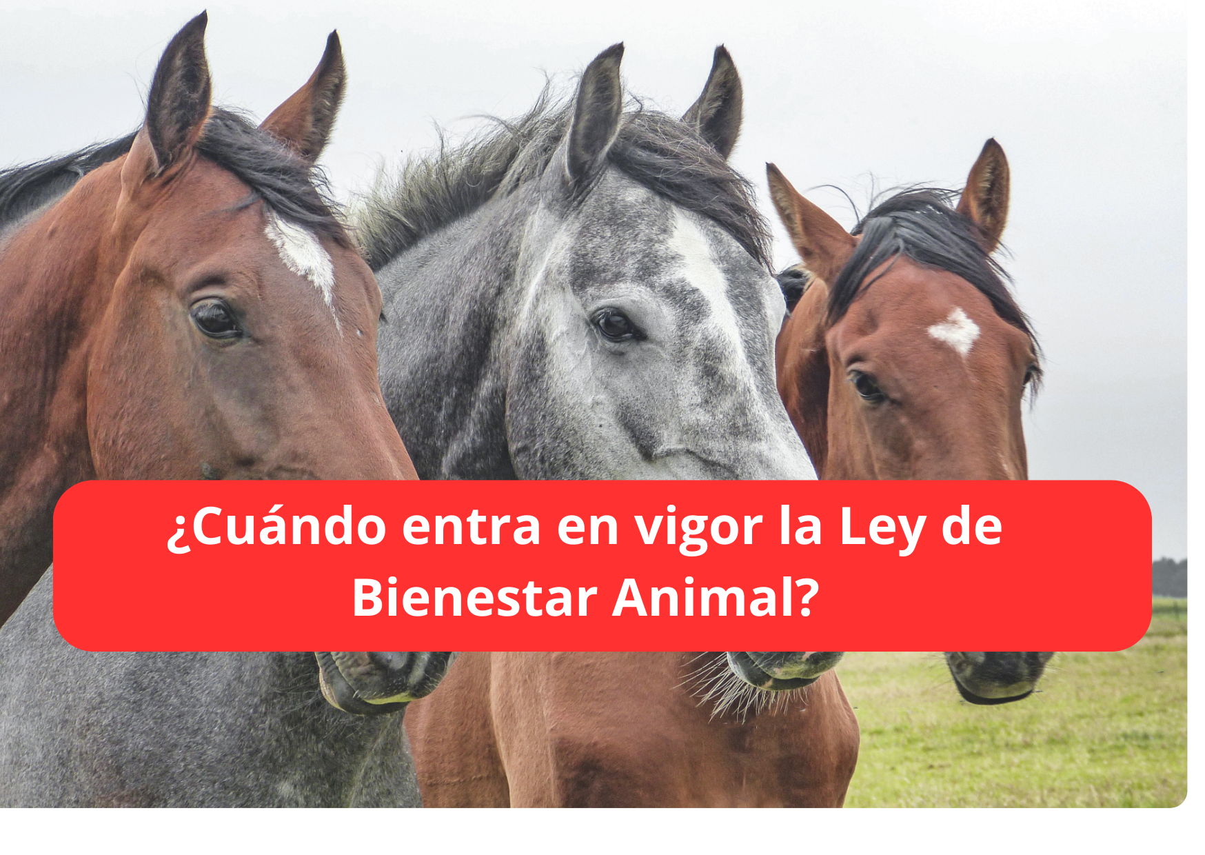 cuando entra en vigor la ley de bienestar animal